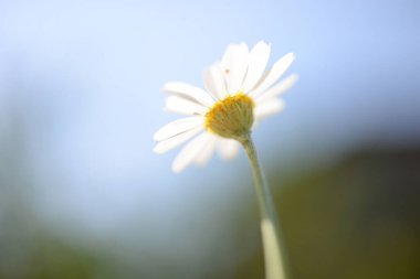 mavi gökyüzü arka planında papatya