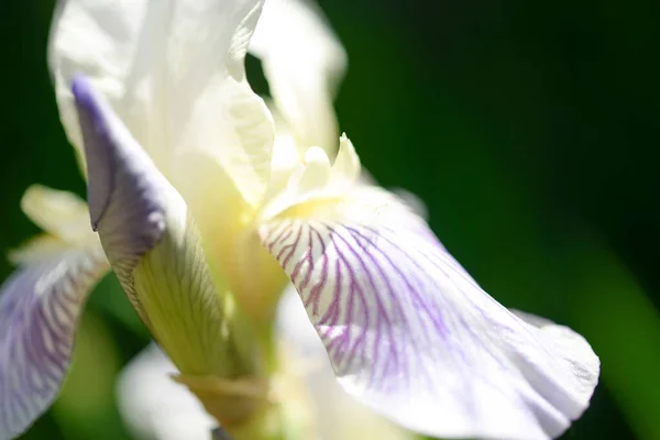 Iris Fleur Dans Jardin — Photo