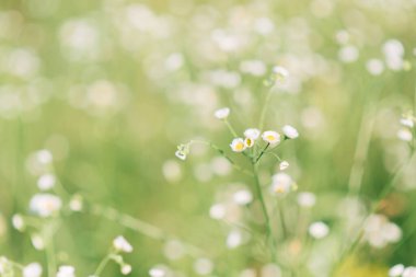 Güneşli bir günde yabani papatya tarlası