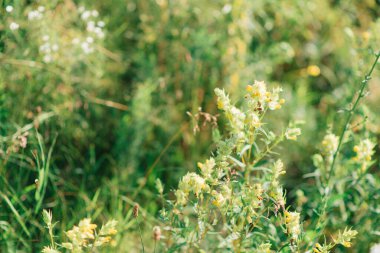 Lathyrus kokusu 'Boyalı Kadın' (Tatlı Bezelye)