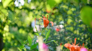 Yeşil arka planda çiçek açan zambak