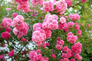 Bahçede güzel bir gül