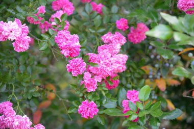 Bahçede güzel bir gül