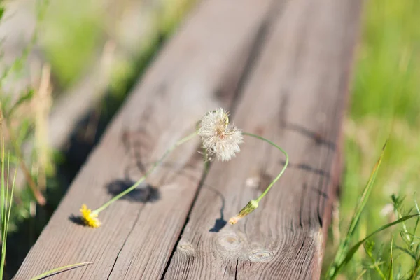 Diente León Sobre Fondo Madera —  Fotos de Stock