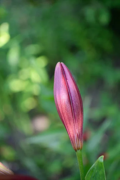 Blommande Lilja Grön Bakgrund — Stockfoto