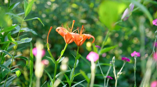 Yeşil Arka Planda Çiçek Açan Zambak — Stok fotoğraf