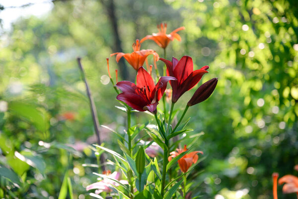 Blooming lily on a green background
