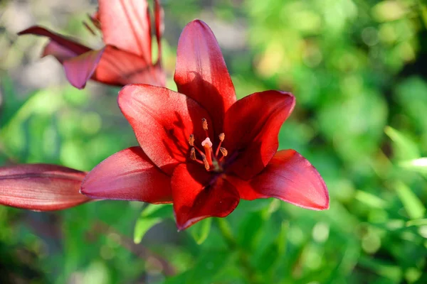 Blooming Lily Green Background — Stock Photo, Image