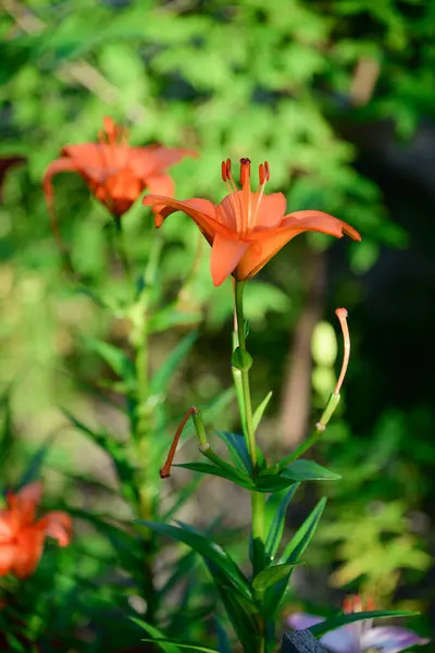 Blommande Lilja Grön Bakgrund — Stockfoto