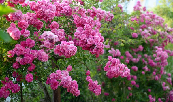 Beautiful Rose Garden — Stock Photo, Image