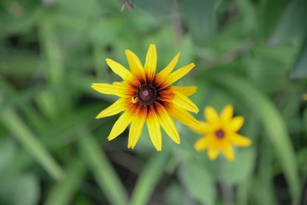 エキナセア黄色のパラドックス 庭の花 — ストック写真