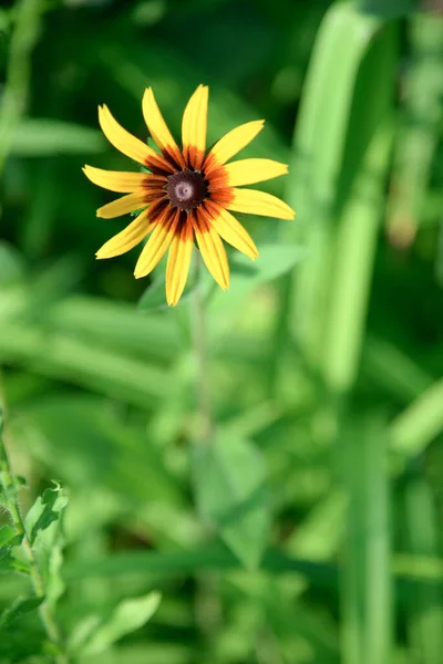 エキナセア黄色のパラドックス 庭の花 — ストック写真