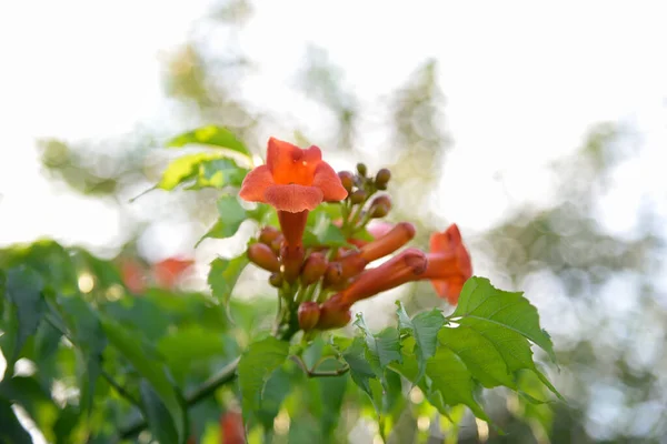Καλλιεργημένα Λουλούδια Των Ριζοσπαστών Campsis Κλείνουν — Φωτογραφία Αρχείου