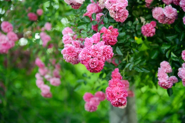 Belle Rose Dans Jardin — Photo