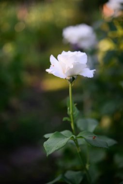 Bahçede güzel bir gül