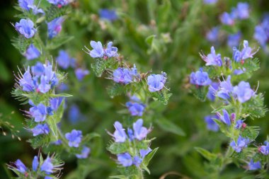 Echium plantagineum, yaygın olarak Purp olarak bilinir.