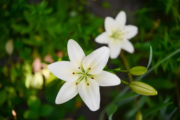 Kvetoucí Lilie Zeleném Pozadí — Stock fotografie