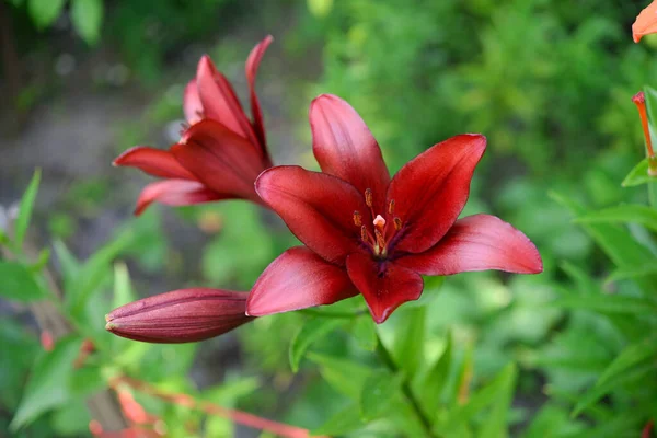 Blooming Lily Green Background — Stock Photo, Image