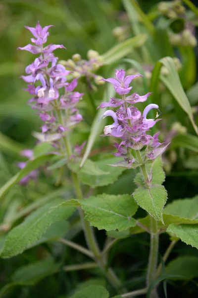 Consolida Sykiriki Wildtiere Blumen Garten — Stockfoto