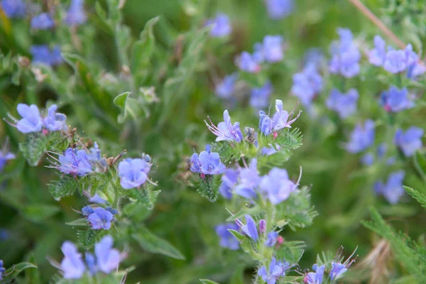 Echium Plantagineum Běžně Známé Jako Purp — Stock fotografie