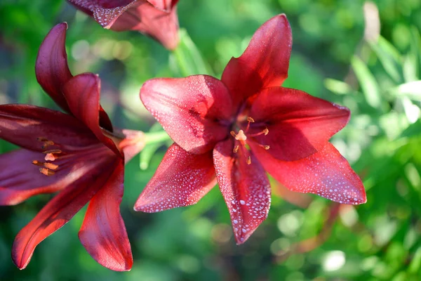 Blooming Lily Green Background — Stock Photo, Image