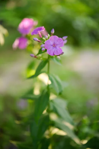 Phlox Fiore Giardino — Foto Stock