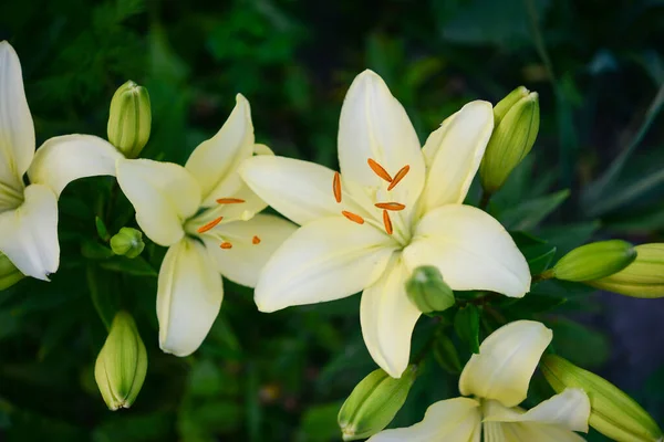 Blooming Lily Green Background — Stock Photo, Image
