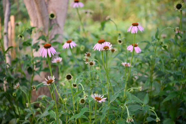 エキナセア 庭の花 — ストック写真