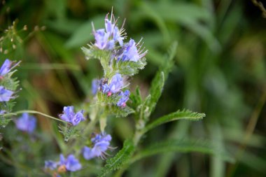 Echium plantagineum, yaygın olarak Purp olarak bilinir.