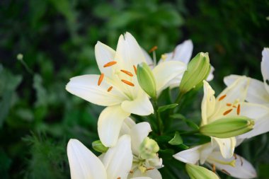 Yeşil arka planda çiçek açan zambak