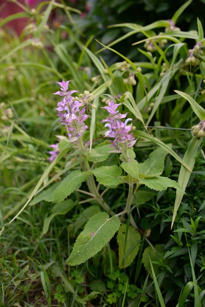 Consolida Sykiriki Vida Silvestre Flores Jardín — Foto de Stock