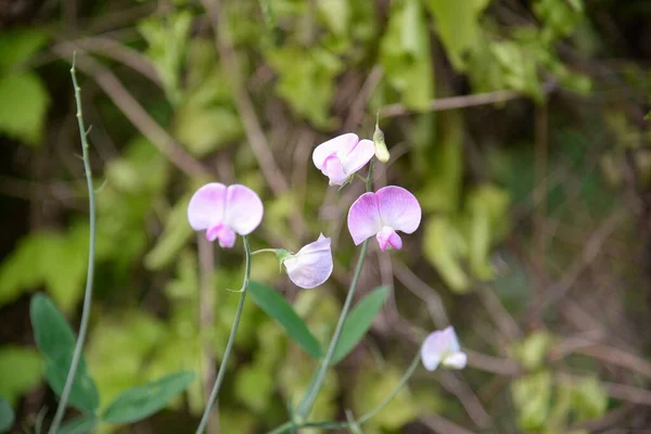 Lathyrus Odoratus Painted Lady Ervilha Doce — Fotografia de Stock