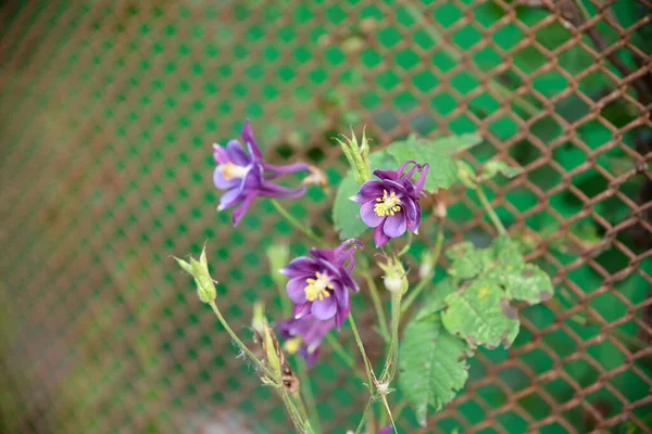 Rózsaszín Columbine Aquilegia Caerulea Virág — Stock Fotó