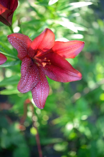 Rode Lelie Tuin — Stockfoto