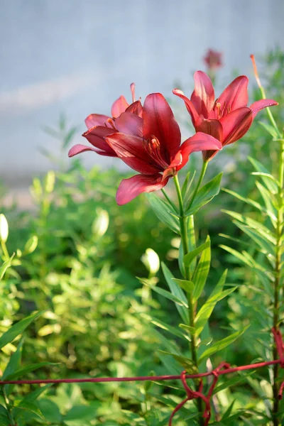 Červená Lilie Zahradě — Stock fotografie