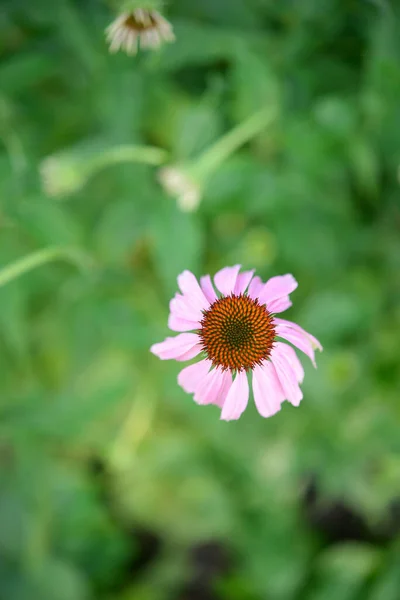 エキナセア 庭の花 — ストック写真