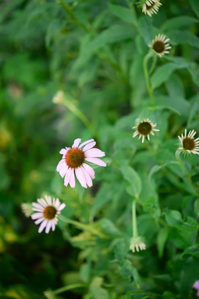 Echinacea Kwiaty Ogrodzie — Zdjęcie stockowe