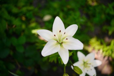Yeşil arka planda çiçek açan zambak
