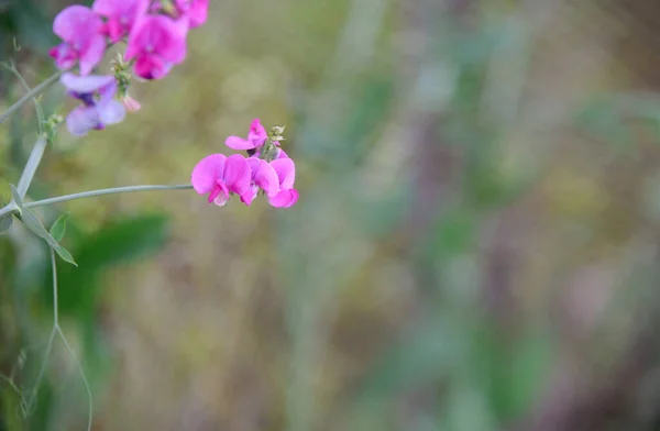 Lathyrus Odoratus Festett Hölgy Édes Borsó — Stock Fotó