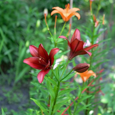 Yeşil arka planda çiçek açan zambak