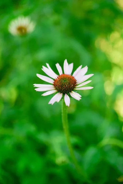 Echinacea 정원에 — 스톡 사진