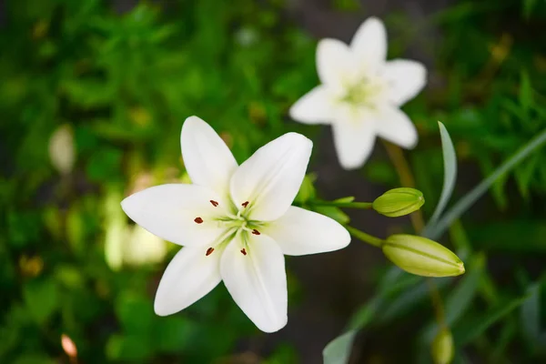 Kvetoucí Lilie Zeleném Pozadí — Stock fotografie