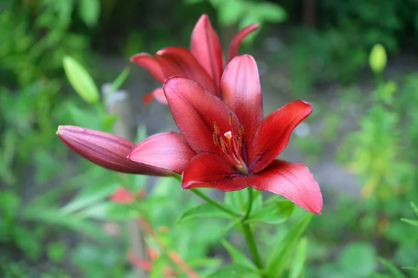 Blommande Lilja Grön Bakgrund — Stockfoto