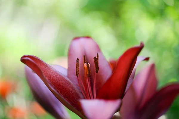 Lirio Floreciente Sobre Fondo Verde —  Fotos de Stock