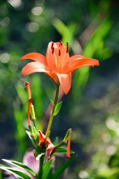 Blühende Lilie Auf Grünem Hintergrund — Stockfoto