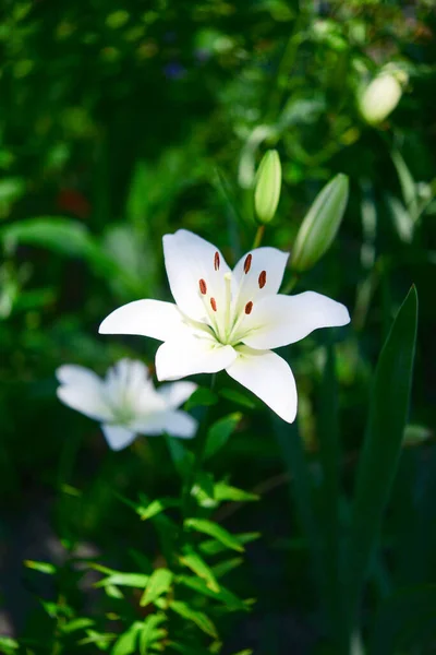 Kvetoucí Lilie Zeleném Pozadí — Stock fotografie