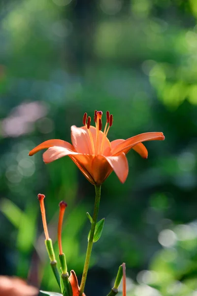 Virágzó Liliom Zöld Alapon — Stock Fotó