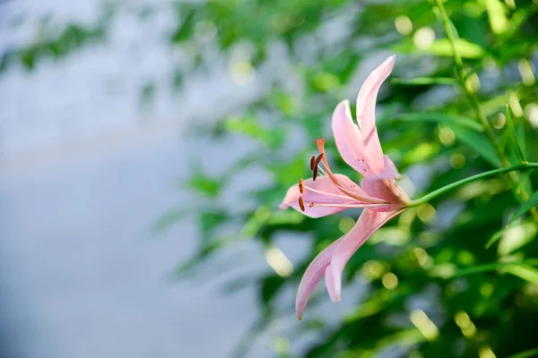 Lirio Floreciente Sobre Fondo Verde —  Fotos de Stock