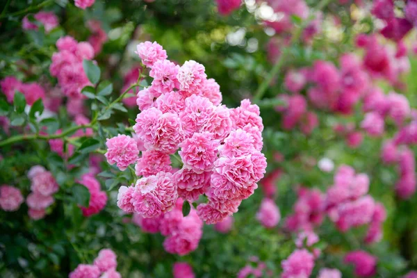 Hermosa Rosa Jardín — Foto de Stock