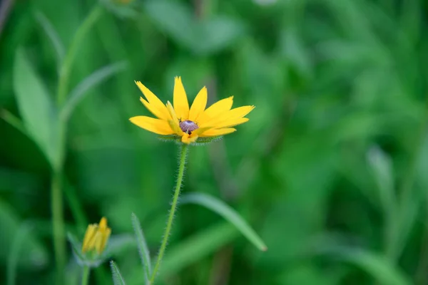 Echinacea Żółty Paradoks Kwiaty Ogrodzie — Zdjęcie stockowe